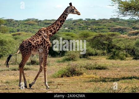 Giraffa Foto Stock