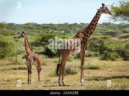 Giraffe madre con il suo vitello a Ndutu Foto Stock