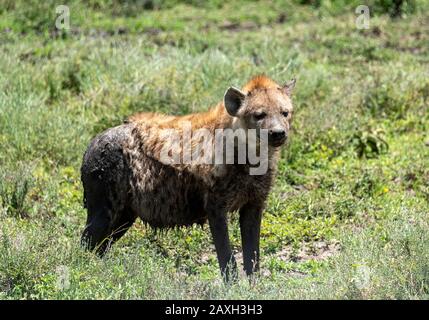 L'Hyena era macchiata e si raffreddava nel fango mentre si mangiava quello che potrebbe essere nel menu per la cena. Foto Stock