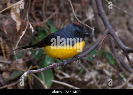 Ardesia-throated Redstart Foto Stock