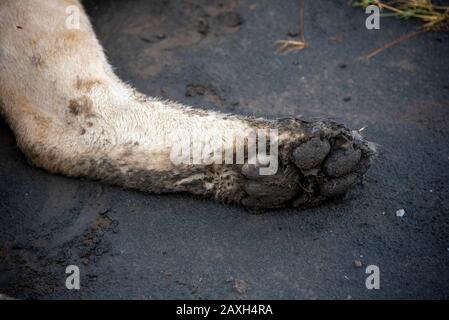 La zampa fangosa di una Lioness di riposo Foto Stock