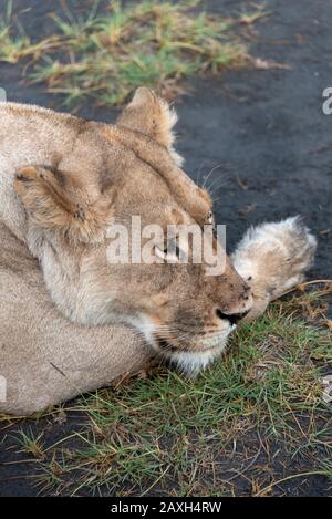 Da vicino questa Lioness di riposo a Ndutu Foto Stock