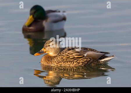 anatre mallard naturale coppia (anas platyrhynchos) con femmina in rinuncia Foto Stock