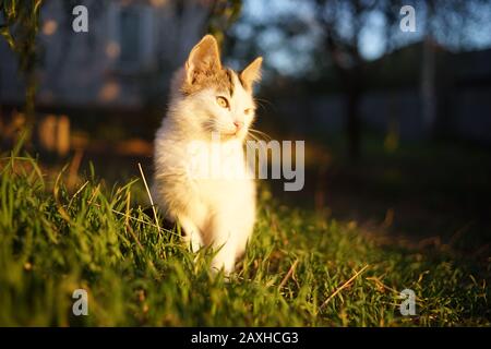 Gattino bianco carino seduto nel giardino al tramonto Foto Stock