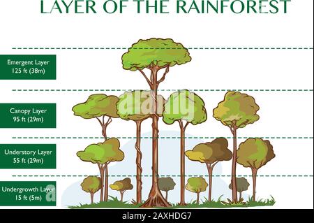Illustrazione vettoriale degli strati della foresta pluviale Illustrazione Vettoriale
