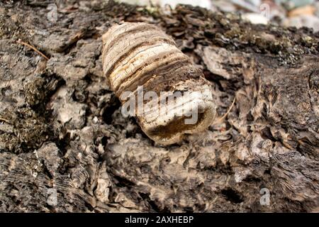 Un bambino Agarikon fungo, Laricifomes officinalis, in crescita su un morto ponderosa pino, Pinus ponderosa, log, su Callahan Creek, a Troy, Montana. Questo s Foto Stock