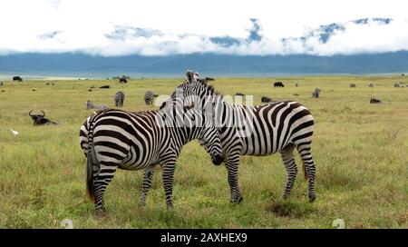 Zebra coppia di avvicinarsi nel cratere di Ngorongoro Foto Stock