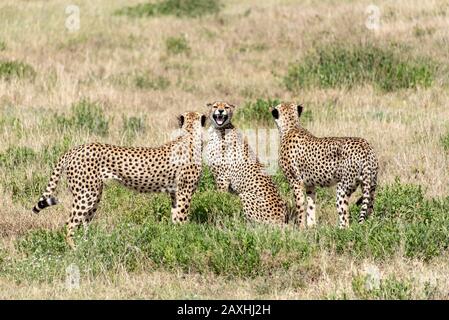 Cheetah femmina un po 'infastidito con l'attenzione di questi due maschi Foto Stock