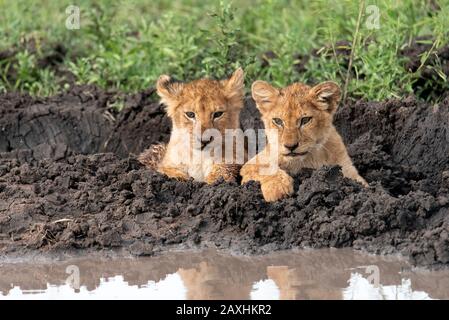 I cuccioli Lions giocano nel fango del Serengeti Foto Stock