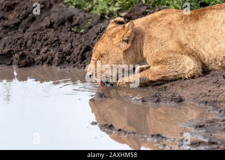 Lions del Serengeti Foto Stock