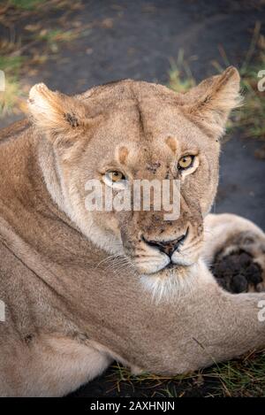 L'intensa stare di una Lioness a Ndutu. Foto Stock