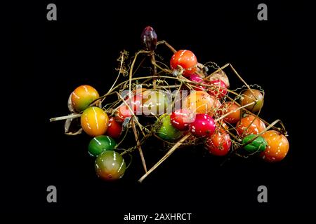 Diversi colori di Bryony nativo o cetriolo striato (Diplocyclos palmatus) isolato su sfondo nero Foto Stock