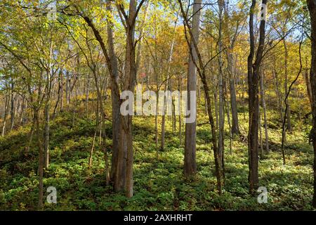 Alberi in colori autunnali nel Missouri Ozarks durante il giorno Foto Stock