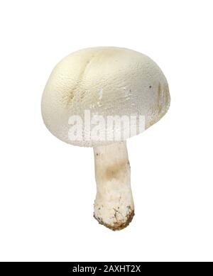 Agaricus arvensis comunemente conosciuto come il fungo del cavallo. Foto Stock