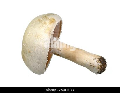 Agaricus arvensis comunemente conosciuto come il fungo del cavallo. Foto Stock