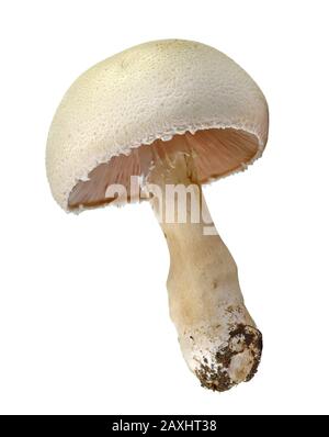 Agaricus arvensis comunemente conosciuto come il fungo del cavallo. Foto Stock