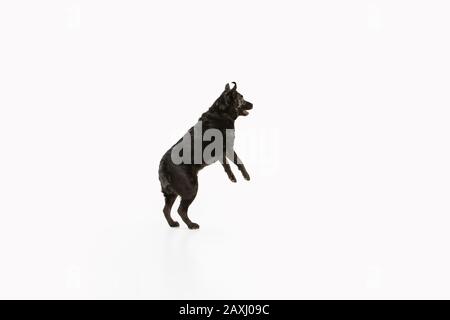 Saltando. Black labrador Retriever divertirsi. Carino cane giocoso o purebred PET sembra giocoso e carino isolato su sfondo bianco. Concetto di movimento, azione, movimento, amore per cani e animali domestici. Copyspace. Foto Stock