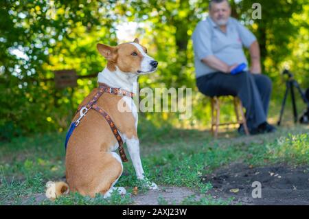 Bel ritratto all'aperto di un meraviglioso cane basenji che riposa al mattino estivo a terra, mentre il maestro seduto su uno sgabello a una certa distanza Foto Stock