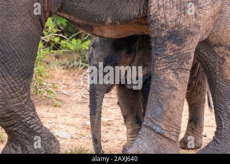 Elefante vitello, dopo essere stato in fangoso waterhole, accantonato sotto la sua madre nel Parco Nazionale Addo Elephant, Capo Orientale, Sud Africa Foto Stock