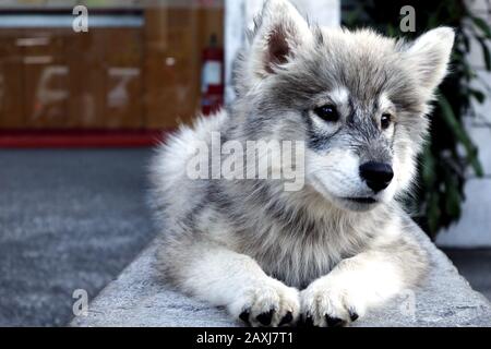 Foto di un simpatico cucciolo di Malamute Alaskan sdraiato su un marciapiede Foto Stock