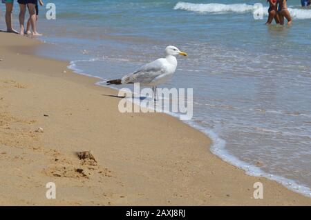 Seagull che si affaccia sul mare Foto Stock