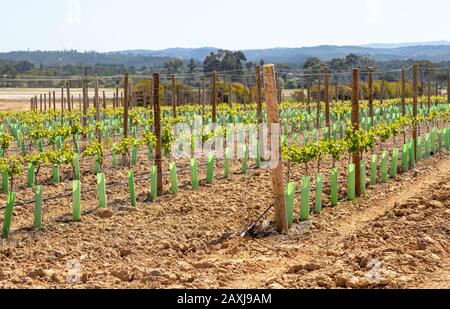 Filari di vitigni da uve in campo con montagne lontane, Brejão, vicino a Sao Teotonio, Alentejo Littoral, Portogallo Foto Stock