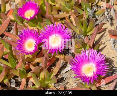 Fiore viola rosa di Carpobrotus edulis, Hottentot-fig, pianta di ghiaccio, costa atlantica delle specie invasive del Portogallo Foto Stock