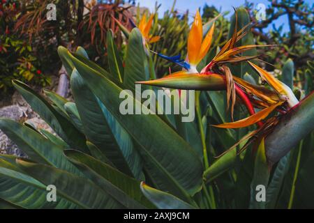 La spettacolare testa di fiori arancio e blu di Strelitzia reginae, conosciuta anche come "pianta di paradiso degli uccelli" o "fiore di gru". Foto Stock