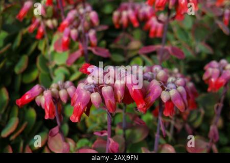 Testa di fiori rossi di Kalanchoe, madre di milioni di piante o lampadario, una pianta fiorita succulenta della famiglia Crassulaceae. Foto Stock