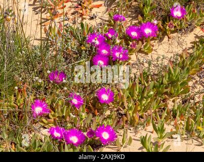 Fiore viola rosa di Carpobrotus edulis, Hottentot-fig, pianta di ghiaccio, costa atlantica delle specie invasive del Portogallo Foto Stock