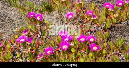 Fiore viola rosa di Carpobrotus edulis, Hottentot-fig, pianta di ghiaccio, costa atlantica delle specie invasive del Portogallo Foto Stock