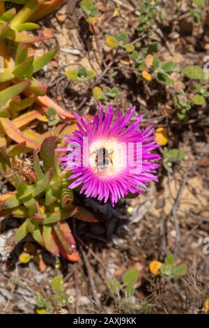 Fiore viola rosa di Carpobrotus edulis, Hottentot-fig, pianta di ghiaccio, costa atlantica delle specie invasive del Portogallo Foto Stock