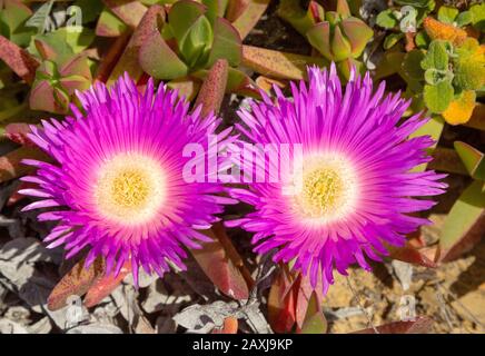 Fiore viola rosa di Carpobrotus edulis, Hottentot-fig, pianta di ghiaccio, costa atlantica delle specie invasive del Portogallo Foto Stock