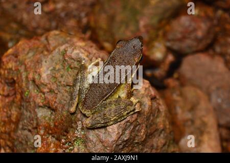 Maharashtra Golden Backed Frog - Indosylvirana caesari, Distretto di Satara, Maharashtra , India. Ranid genere rane endemiche al sud-est asiatico Foto Stock