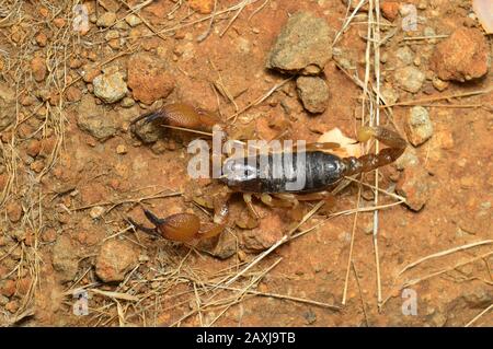 Heterometrus xanthopus o Scorpion Nero indiano, distretto di Satara, Maharashtra, India. Uno degli artropodi più velenosi e antichi Foto Stock