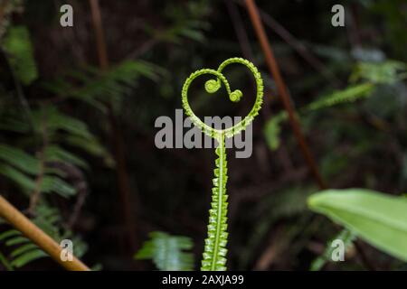 Segno di amore formato naturalmente da una felce verde della giungla. Foto Stock