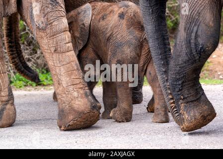 Elefante vitello, dopo essere stato in fangoso waterhole, accantonato sotto la sua madre nel Parco Nazionale Addo Elephant, Capo Orientale, Sud Africa Foto Stock