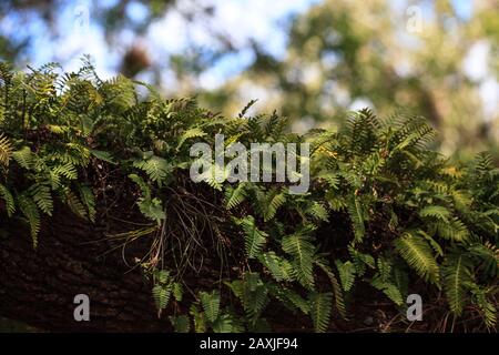 Resurrection feln Pleopeltis polypodioides cresce su un albero di quercia nel parco di Stato di Myakka a Sarasota, Florida Foto Stock