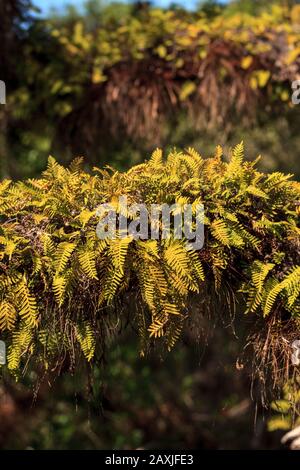 Resurrection feln Pleopeltis polypodioides cresce su un albero di quercia nel parco di Stato di Myakka a Sarasota, Florida Foto Stock