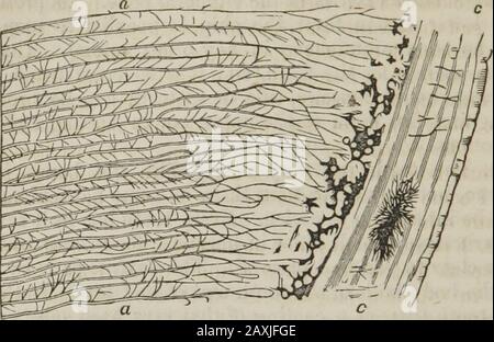 Fisiologia umana : progettata per i college e le classi superiori nelle scuole e per la lettura generale . VERTICALSECTION DI UN DENTE. 182 FISIOLOGIA UMANA. Come i denti nre diversi dalle ossa, e perché. Dal microscopio è rappresentato in Fig. 66 e 67, in thechapter su Cell-Life. Sono stato così particolare nella descrizione delle parti di un dente, che si può vedere howcompound anche così apparentemente semplice una parte del corpo is.The tre diverse strutture in esso sono costruite da cellule, e le cellule di ogni parte selezionano dal sangue tali costituenti asare necessari per il loro scopo. 282. Un dente è diverso Foto Stock