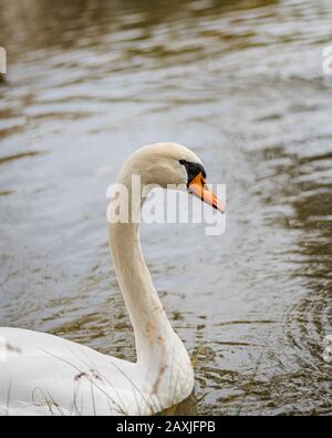 Swan nuotando tranquillamente e tranquillamente in uno stagno in inverno Foto Stock