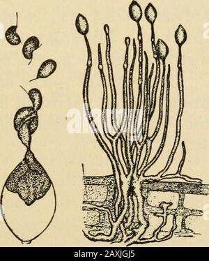 Funghi e fungicidi; un manuale pratico, relativo alle malattie fungine delle piante coltivate e ai mezzi per prevenire le loro devastazioni. Proprio di questa malattia che le uniche misure correttive attualmente da proporre sono la combustione di piante malate, la selezione di sementi sane, E la rotazione del raccolto, il fagiolo di Lima Mildew Phytopliora phaseoli Questo fungo ha attirato l'attenzione per la prima volta due o tre anni fa, nelle vicinanze di New Haven, Connecticut, dove è stato attentamente studieddal Dr. Eoland Thaxter, whohas pubblicato un excellentaccount di esso. Non sembra, ancora, avere spalmando su un'area larga, Foto Stock