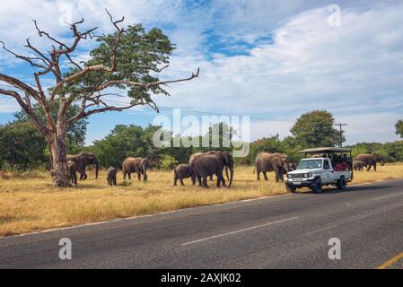 Branco di elefanti attraversando la strada intorno a un safari auto in Chobe National Park Foto Stock