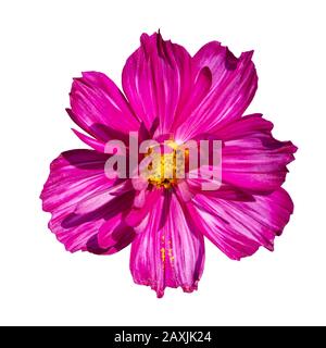COSMOS fiore rosa terry isolato su bianco. Isolato di bello cosmo fiore. Colore rosso magenta viola. Fresco Naturale Messicano Wildflower Foto Stock