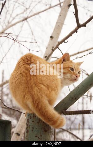 Gatto zenzero seduto sul vecchio recinto verde in inverno Foto Stock