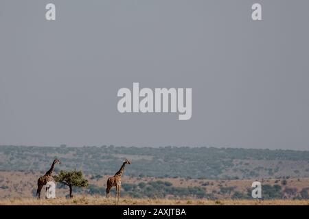 Due giraffe in piedi accanto ad un piccolo albero nella savana in basso a sinistra della foto, Serengeti National Park, Tanzania Foto Stock