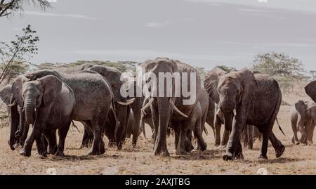 Branchi inquieti e nervosi di elefanti che passano nel Parco Nazionale del Serengeti, Tanzania Foto Stock