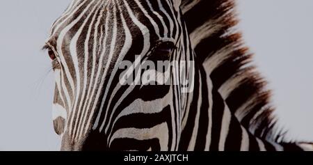 Primo piano di una zebra in formato paesaggistico nel Parco Nazionale Serengeti, Tanzania Foto Stock