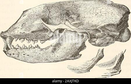 Storia dei pinipedi nordamericani, monografia dei valchi, dei leoni marini, degli orsi marini e delle foche del Nord America .- ferrednon solo ad una nuova specie ma ad un nuovo genere, Denominandolo ^ha-licyon richardi.n La validità della specie sembra essere stata chiamata per la prima volta in questione dal sig. J. W. Clark nel 1873, quando ha confrontato il campione del tipo di Dr. Grays con un cranio da San Francisco, e con altri da Terranova, E anche con una serie di teschi di Phoca vitulina dalla costa inglese. Lui *Aun. E Mag. Nat. Hist., xvii, 1866, p. 446. TSuppl. N. Cat Sigilli e balene, 1871, pag. 2. La specie era dedica Foto Stock