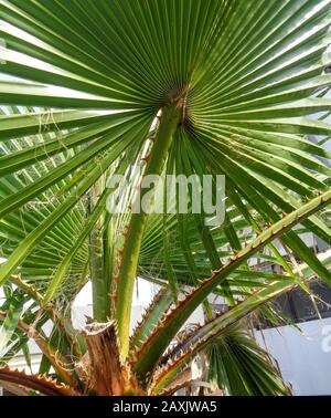 Natura abstract di palme fronde contro un cielo limpido, Madeira, Portogallo, Unione europea Foto Stock